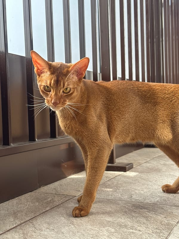 Abyssinian cat captured in leisurely moments around Kazan home
