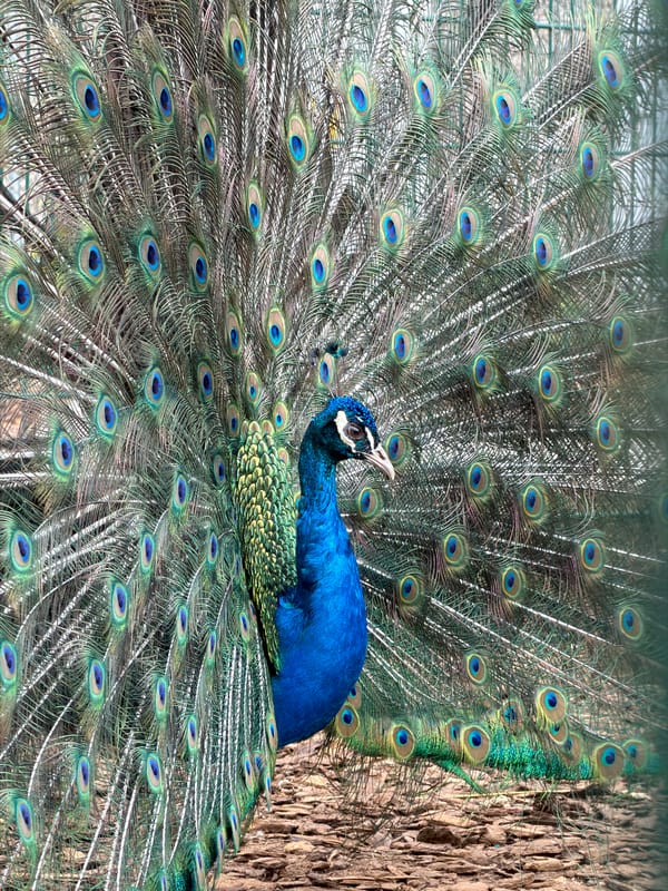 Visitor documents horses, art installations at Luxembourg park facility