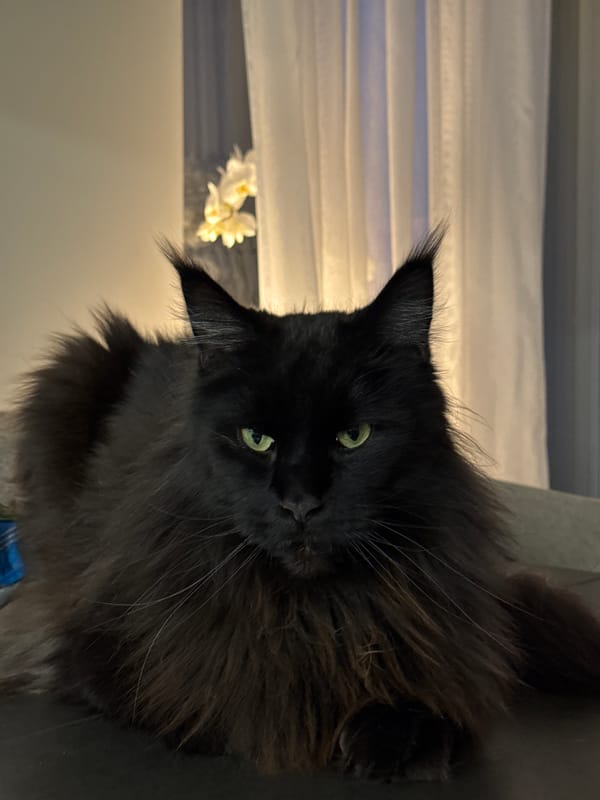 Ulbroka resident documents cat, evening skies on May 7