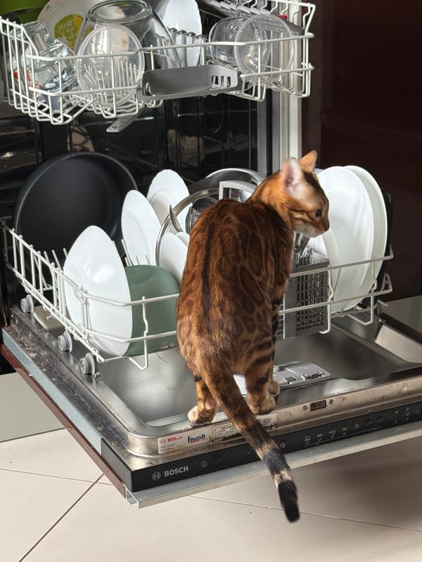 Bengal cat stands on dishwasher door in Vsevolozhsk, Russia