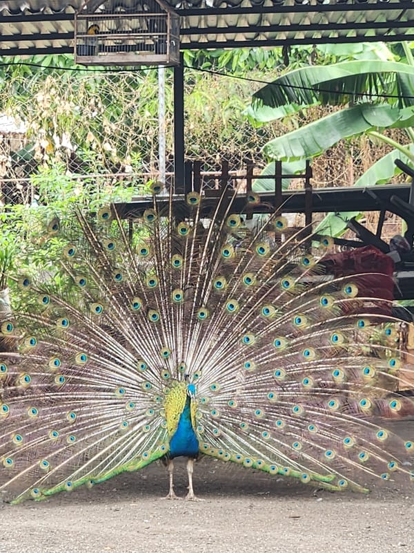 Peacock displays full plumage in Tinaquillo, Venezuela enclosure