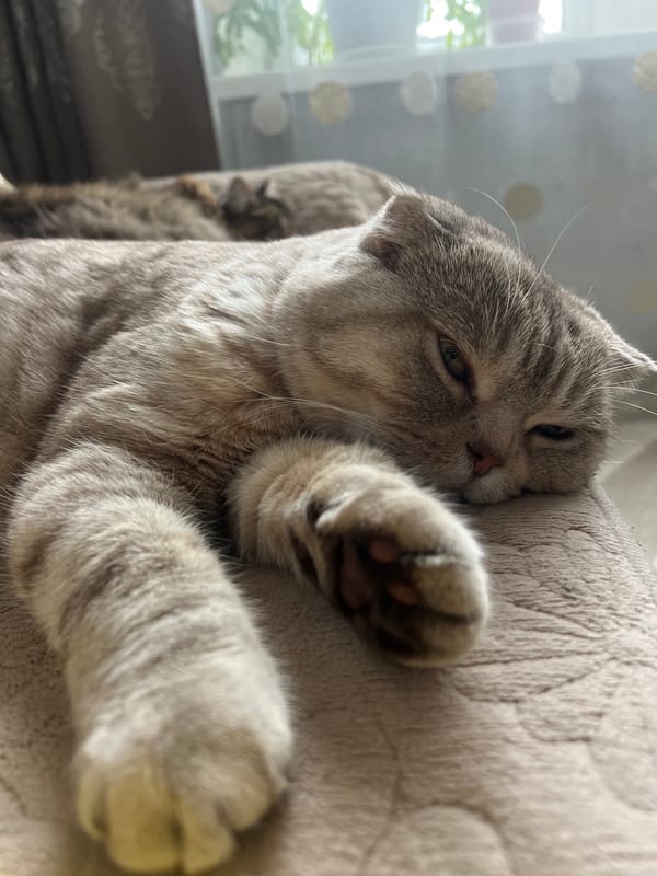 Woman and tabby cat photographed in quiet morning moments