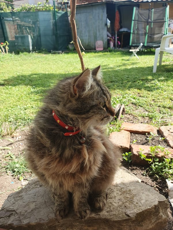 Tabby cat with decorative collar spotted in Yambol, Bulgaria