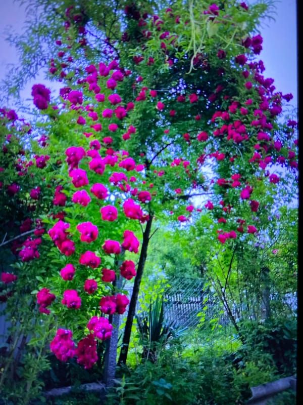 Summer garden life in Luh, Ukraine — roses, pets, and rolling hills