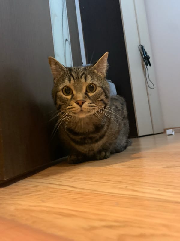 Tabby cat explores wooden furniture in Stavropol home