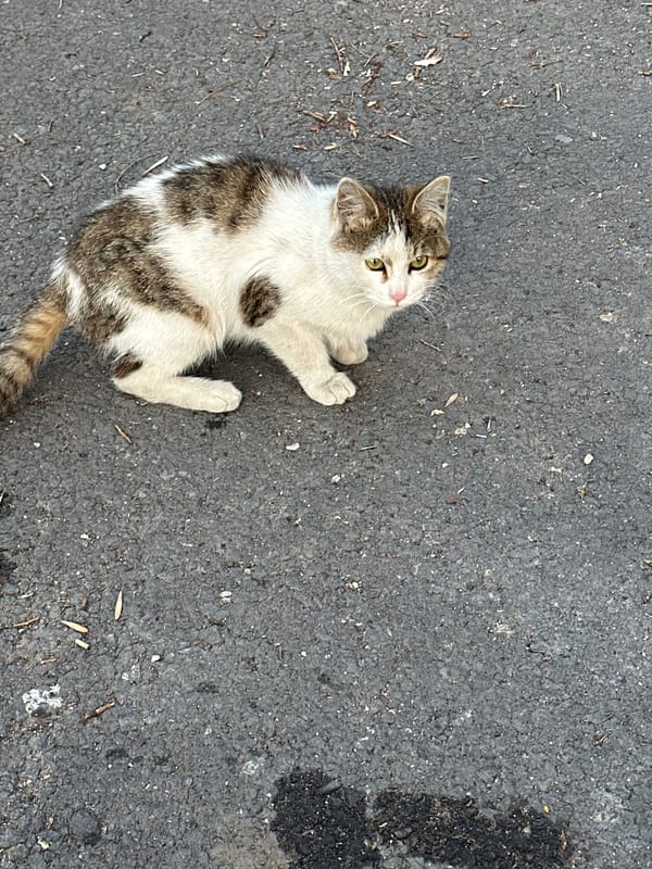 Kitten spotted on street in Yerevan urban area
