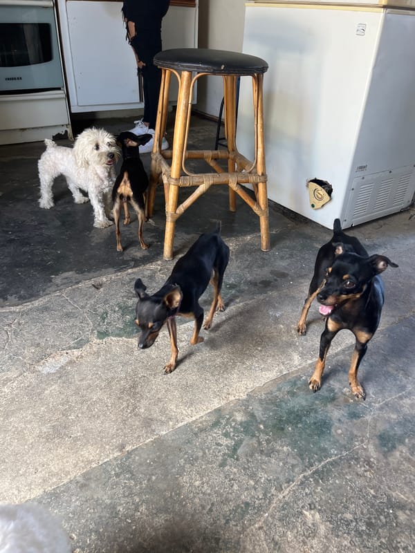 A lively pack of dogs at a home in Juan Griego