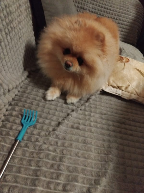 Pomeranian dog captured relaxing on couch in Bulgarian homes