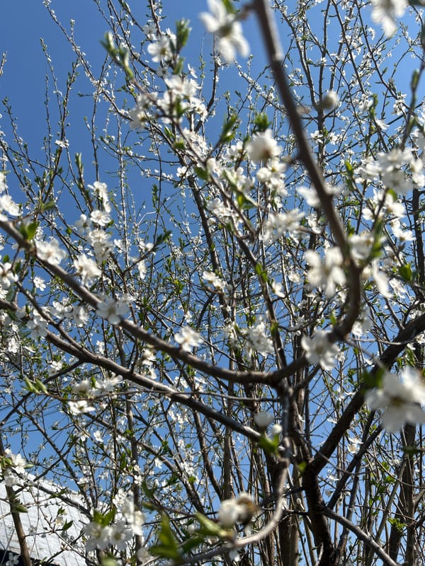 Woman's spring morning documented across Chaikovsky, Russia