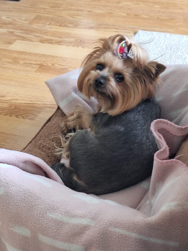 Yorkshire Terriers rest under blanket in Montana, Bulgaria home