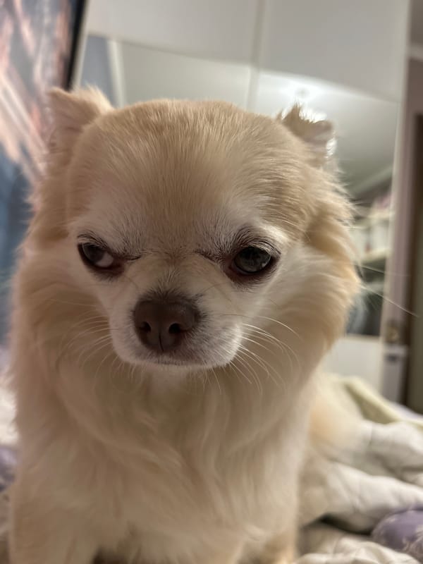 Fluffy Chihuahua lounging on a bed in Tolyatti