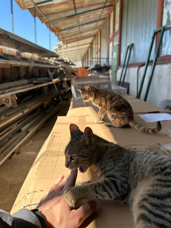 Cats interact with person on cardboard in covered walkway