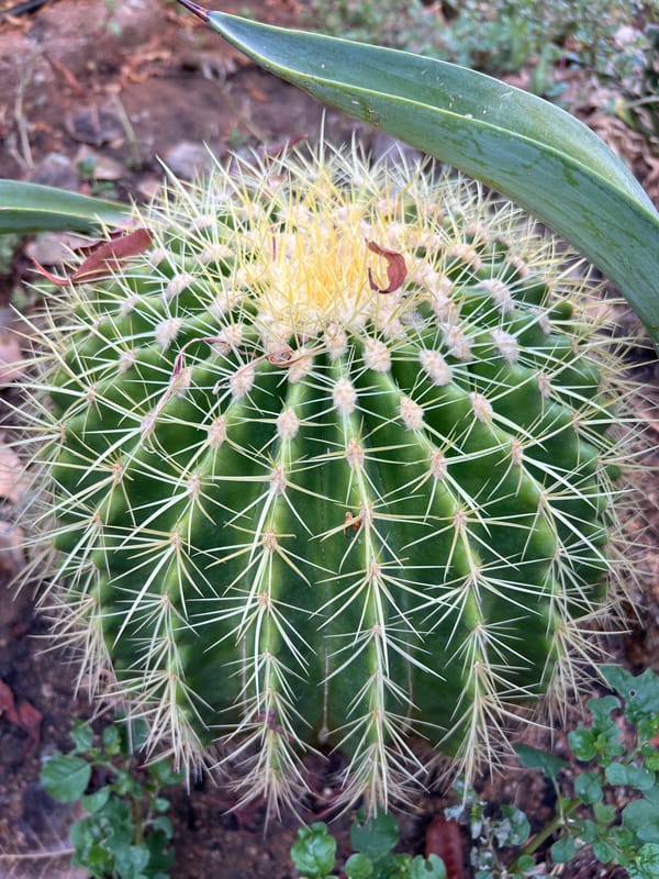 Barrel cactus in a Sharm El Sheikh garden, June 2026