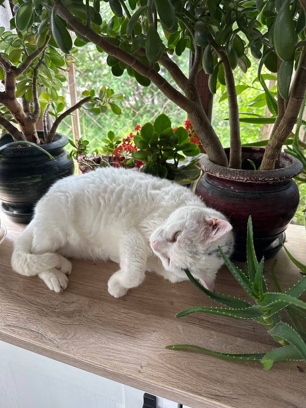 Cat rests beside potted plants in Varna, Bulgaria
