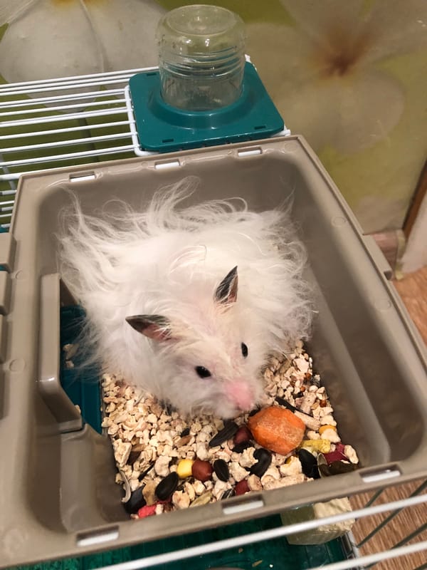 White hamster at home in Solikamsk, with neighborhood glimpses