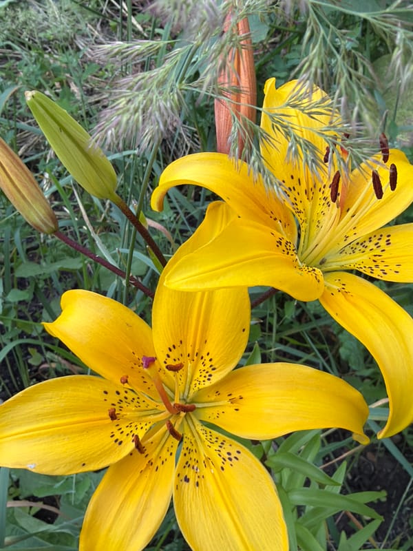 Close-up garden blooms across a Kazan park or yard