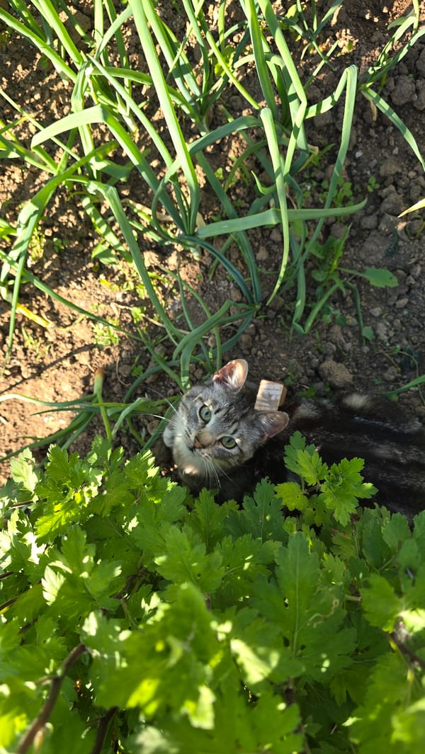 Kitten photographed with object on head in Bulgarian village