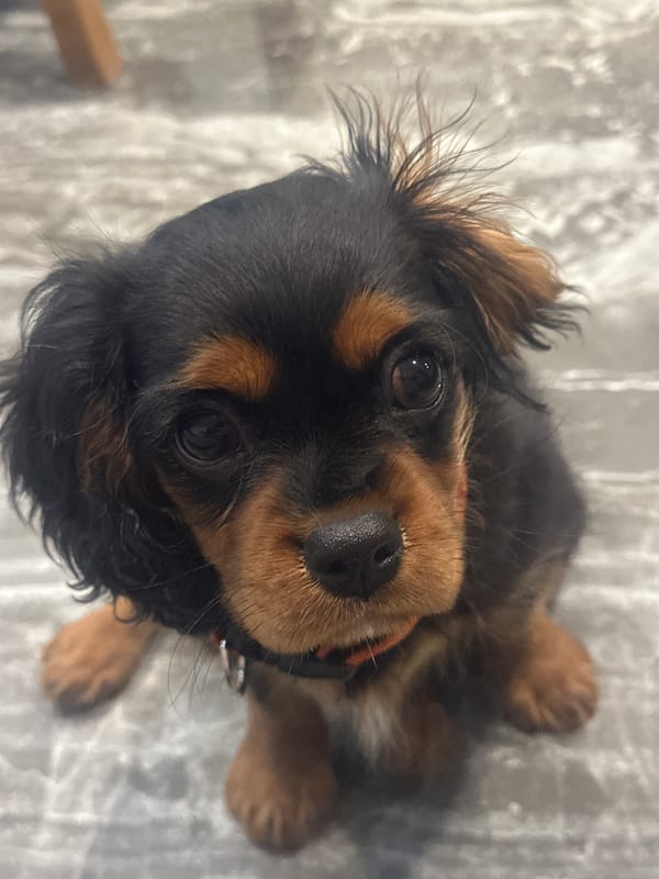 Cavalier King Charles Spaniel puppy spotted on marble floor