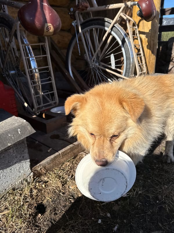 Dog feeds from bowl in rural Russian town