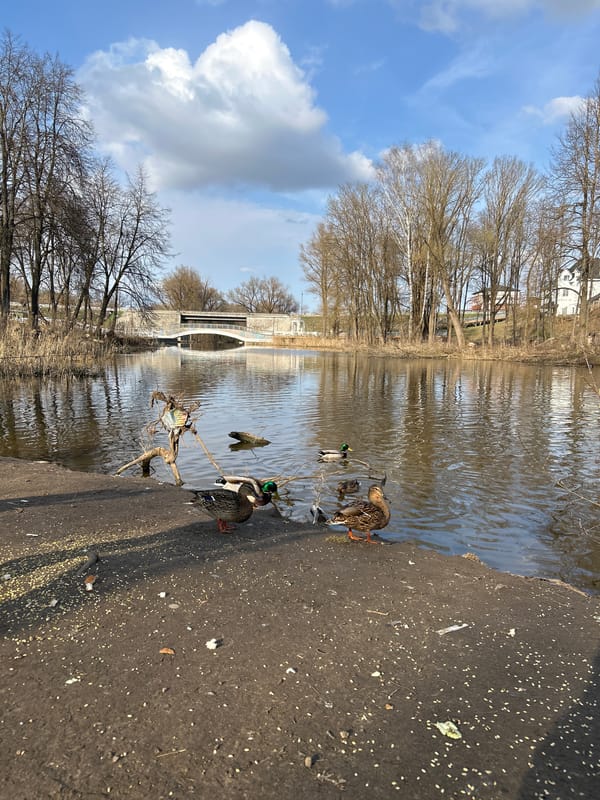 Family feeds ducks at riverside in Klin, Russia