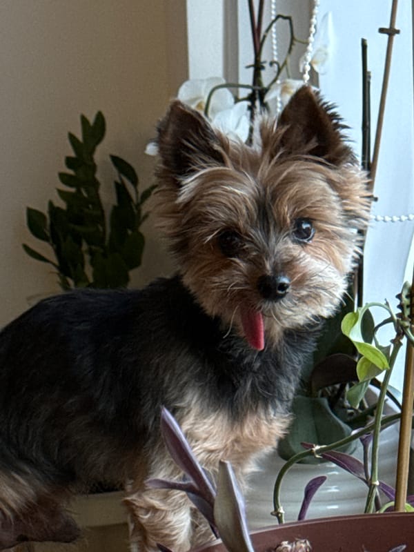 Dog and workshop activities documented in Luxembourg apartment