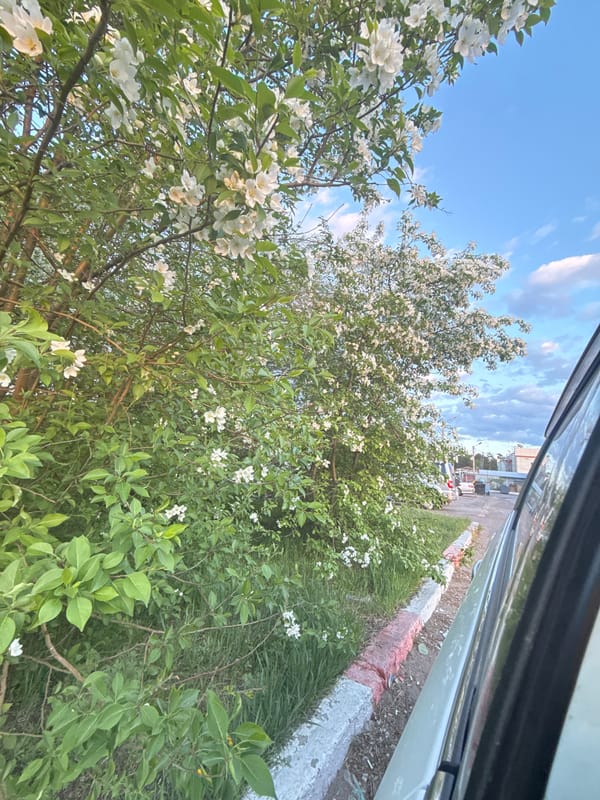 Spring blooms observed from vehicle in urban setting