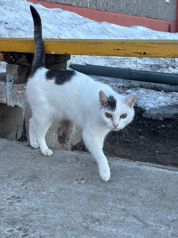 Spring morning walk documented in Chaikovsky, Russia