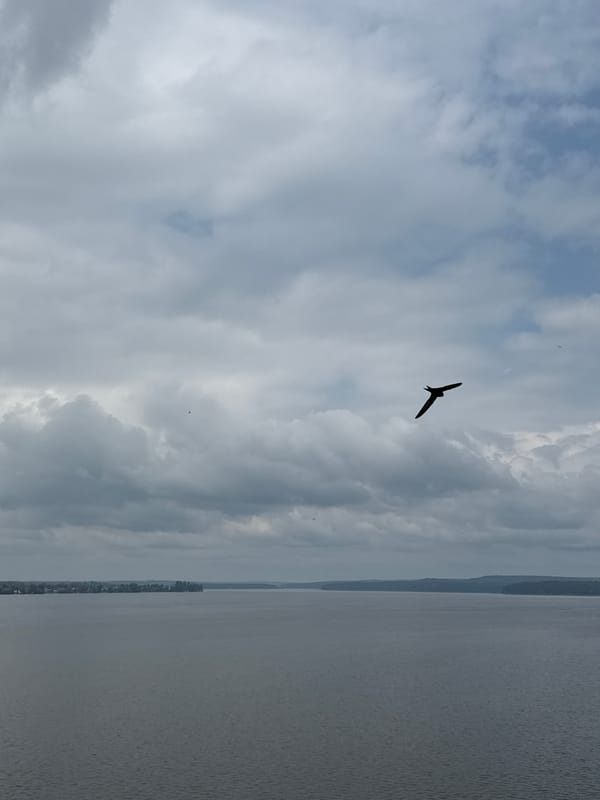 Birds in flight over a calm Votkinsk reservoir on an overcast morning