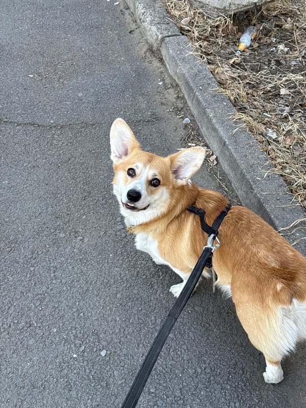 Corgi spotted on street in Borzya amid urban debris