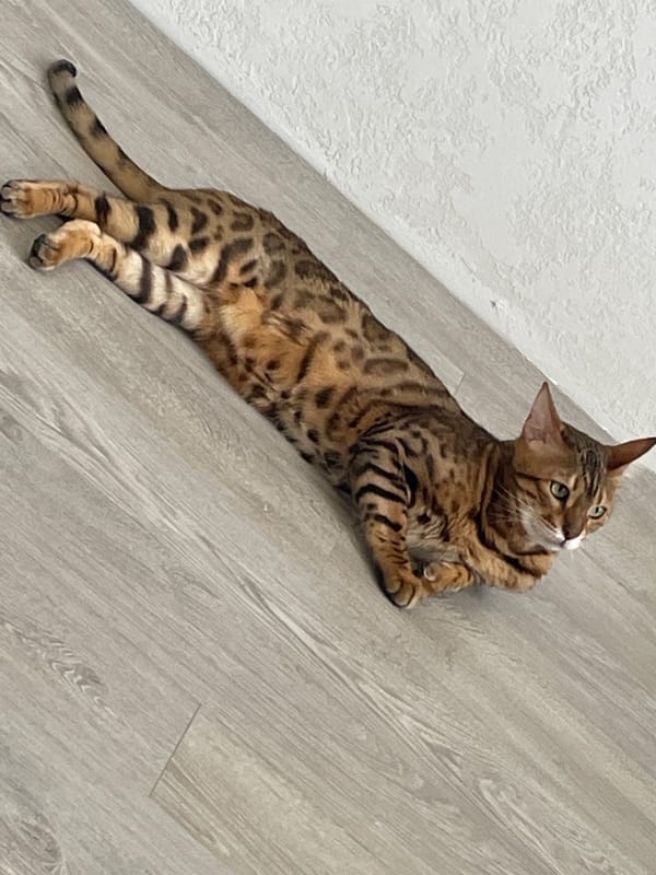 Bengal cat lounging and rolling on a wooden floor
