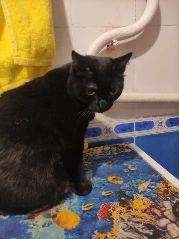 Cats lounge throughout Pavlodar home during evening hours