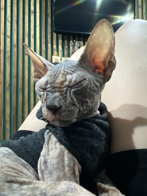 Sphynx cat photographed in two indoor settings in Kazan