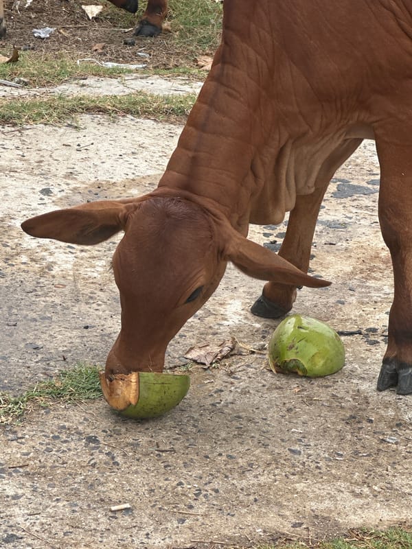 Cows graze on coconuts in Vietnamese coastal town