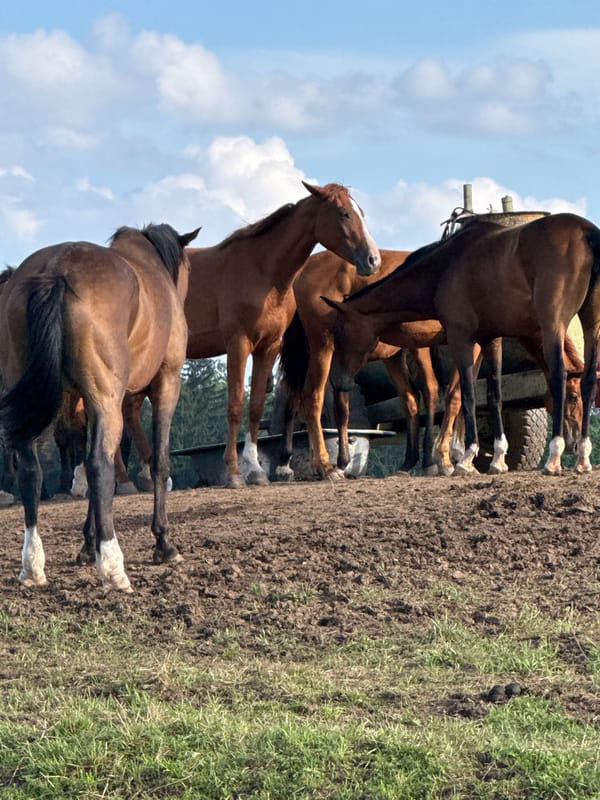 Horses on a muddy hillside in rural Lithuania