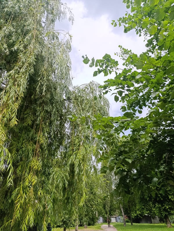 A summer morning in Bila Tserkva's parks and streets
