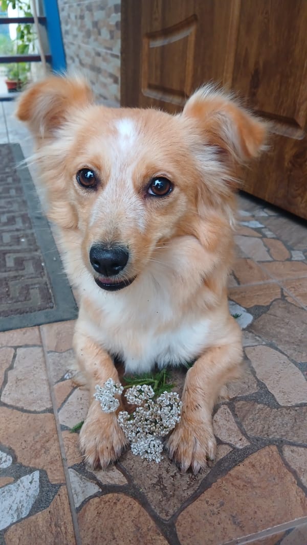 Flowers, fruit, and a dog — still-life moments from Monastyryska