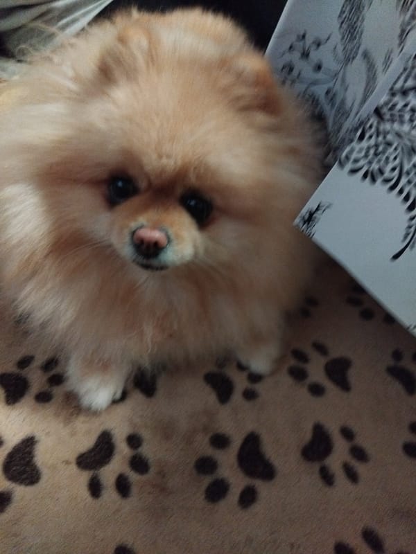 Pomeranian dog photographed resting on patterned surface in Bulgaria