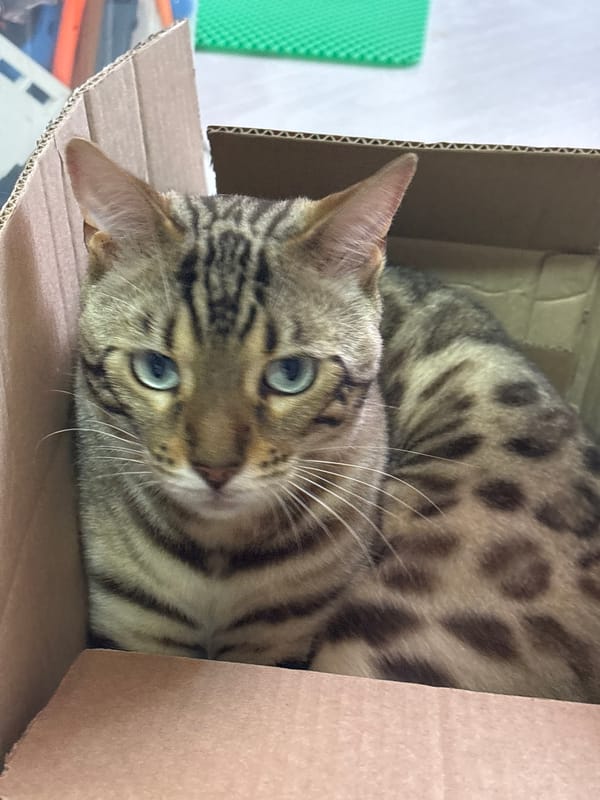 Bengal cats claim a cardboard box in a Chaikovsky apartment