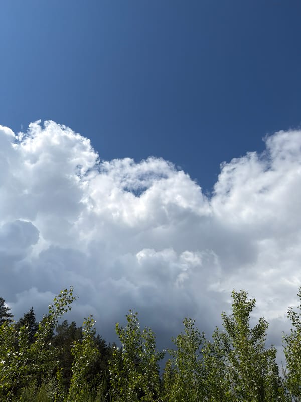 Clear blue skies documented over Russian forest canopy