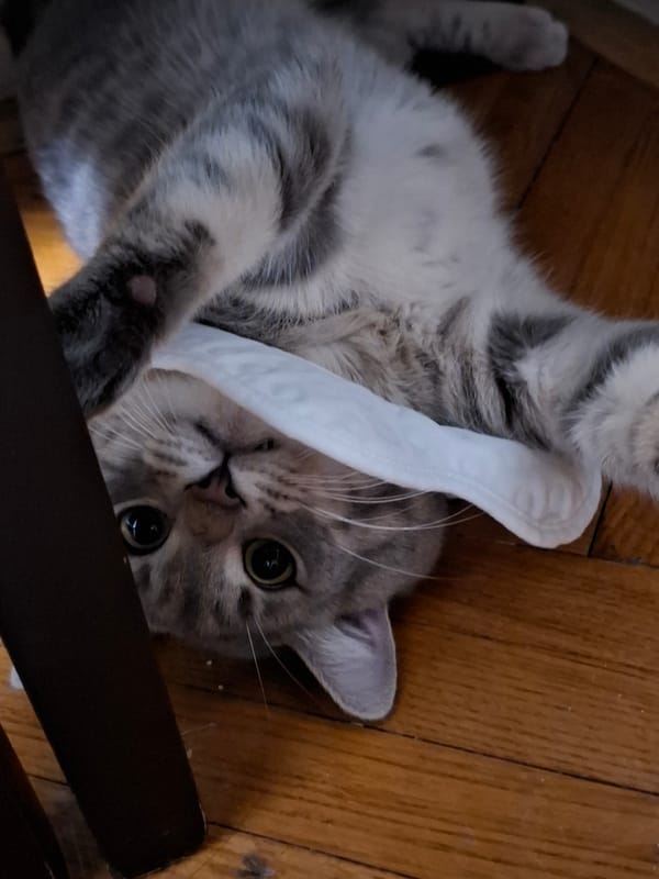 Gray tabby cat plays with white object on floor