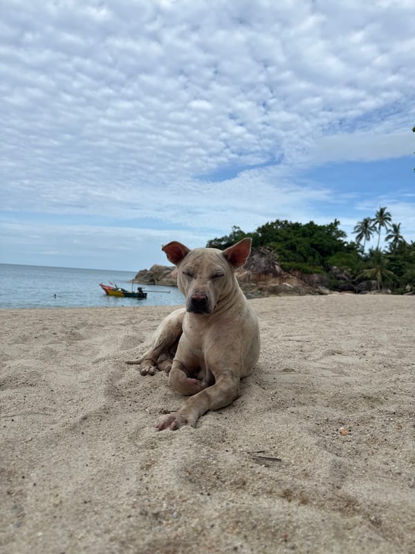 Morning beach life documented in Ban Tai Subdistrict Thailand