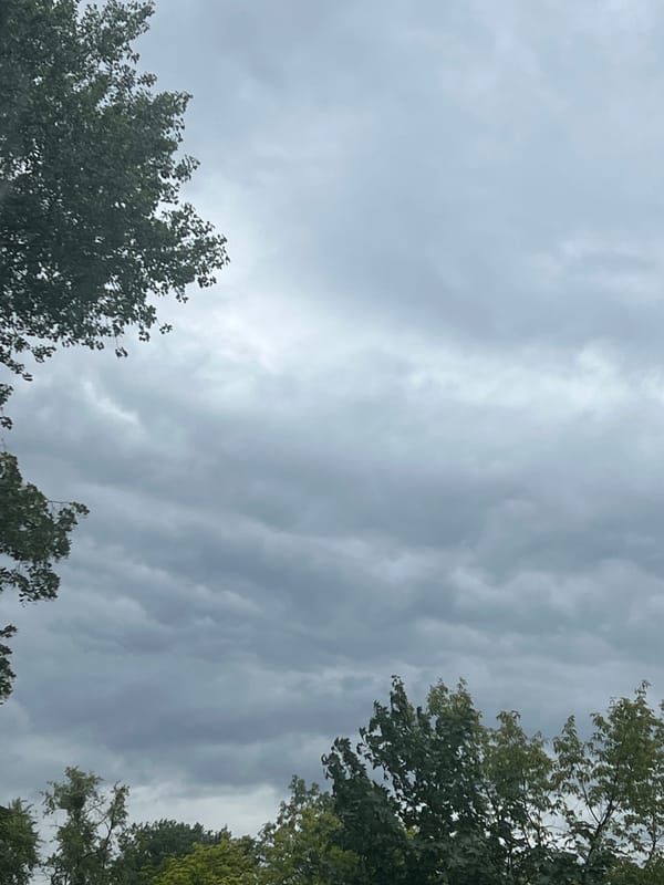 Overcast Warsaw skies through summer tree canopies