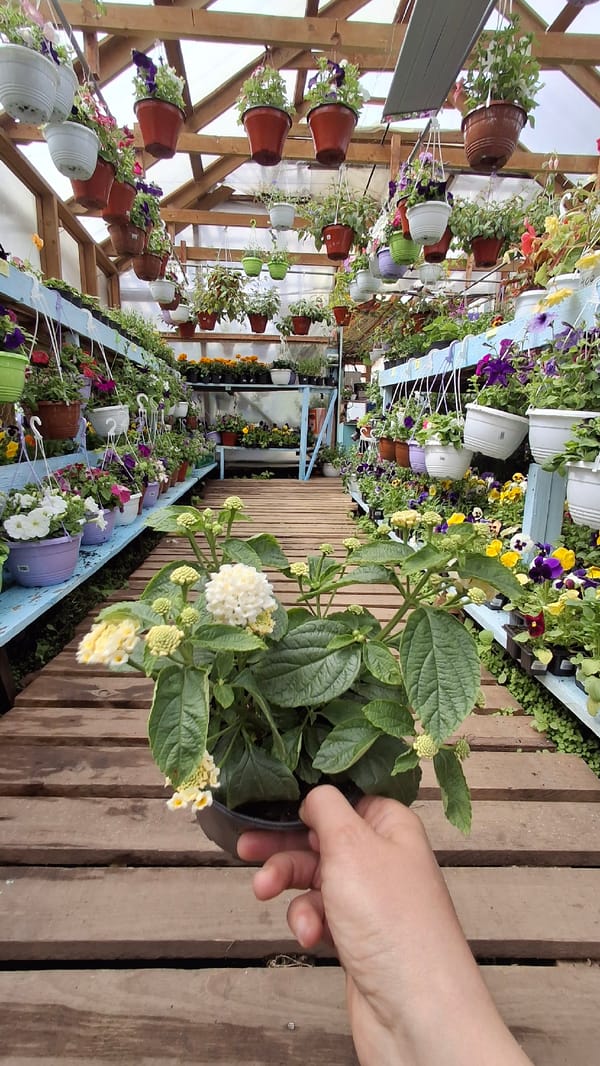 Child explores flower greenhouse in Annino, Russia with toy bus