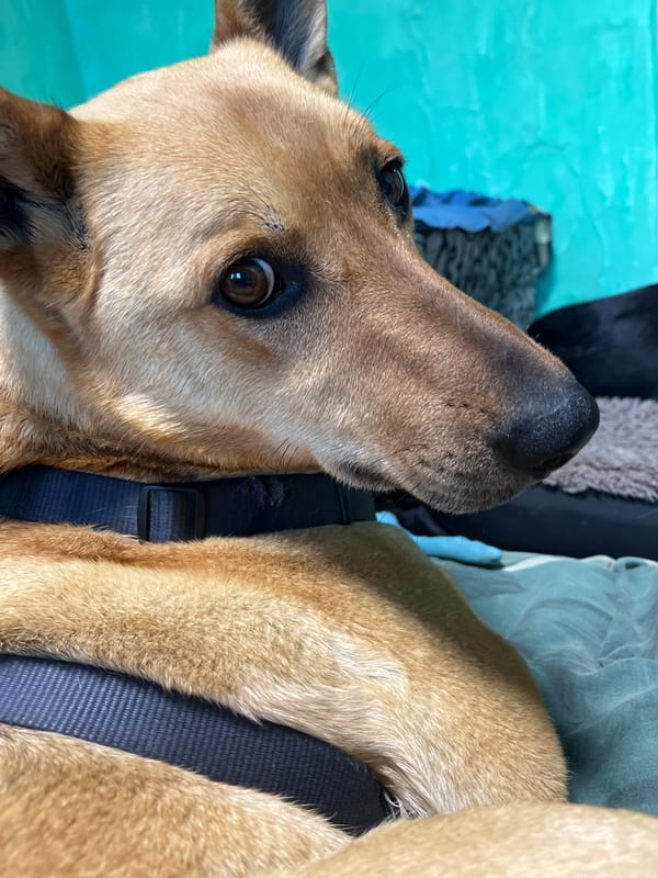 Dog resting in blue harness captured by witnesses