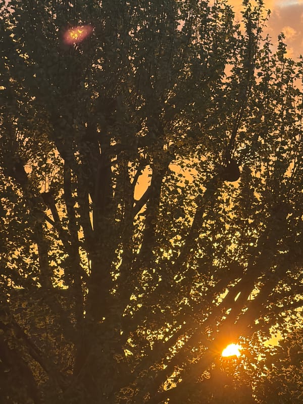 London tree canopy photographed during vibrant golden hour sunset
