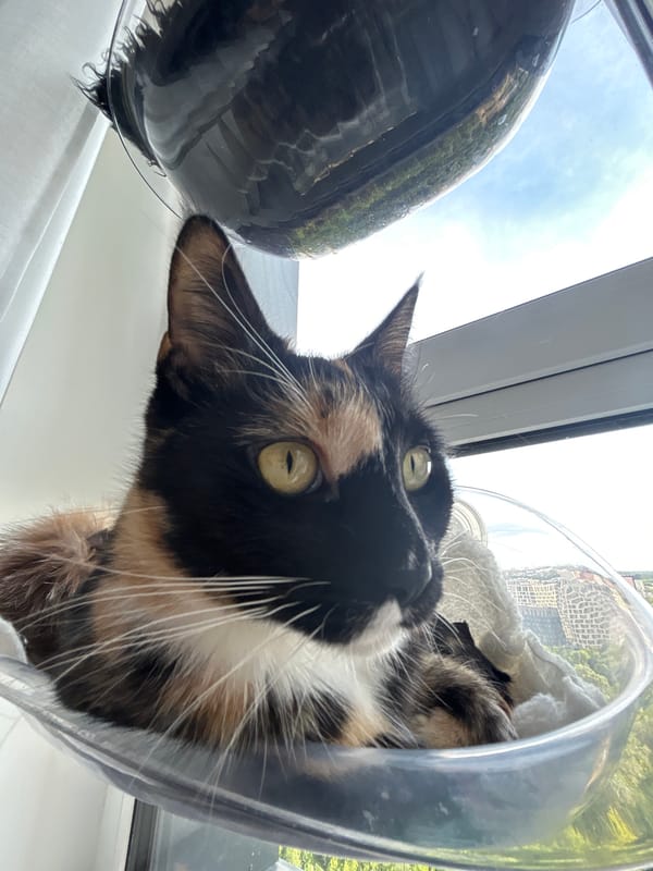 Moscow cat chills in window bubble, multiple angles