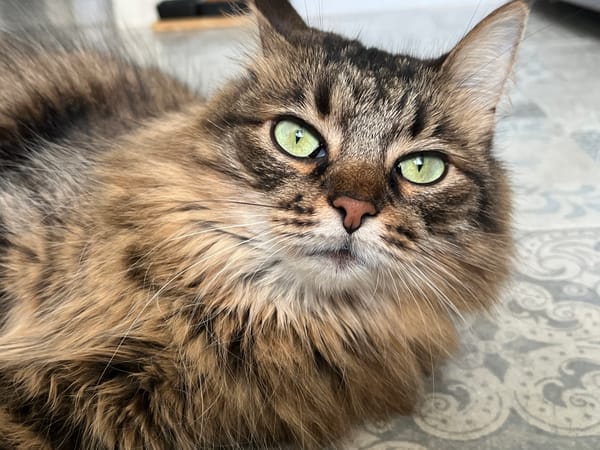 Brown tabby cat with green eyes at home, morning light