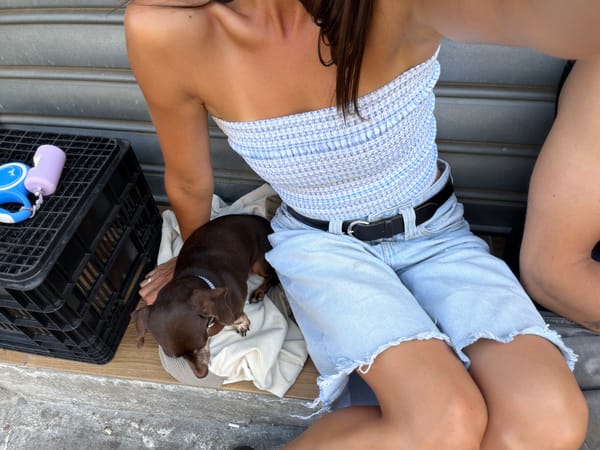 Dogs out and about at a Tel Aviv café midday