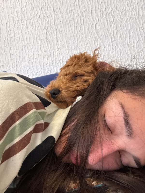 Dog rests in bedding in Sutomore, Montenegro