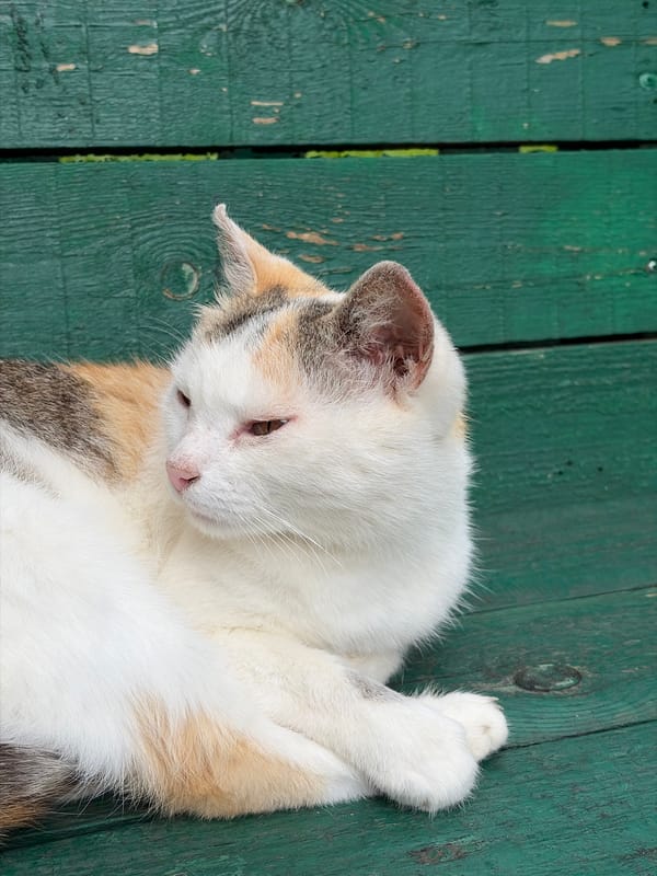 Cats, flowers, and everyday life in a Podolsk summer
